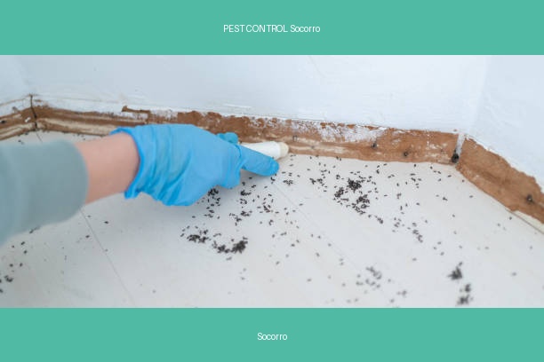 PEST CONTROL Socorro